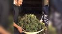 video Ali a Ibi sa chvália dobrou úrodou marihuany (Maroko)