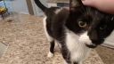 video Mačka s najhlbším hlasom na svete