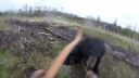 video Poľovníka napadol medveď baribal (Kanada)