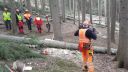video Skúsený drevorubač ukazuje ako sa robí 