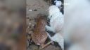 video Retriever zachránil mláďatko jeleňa pred utopením