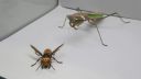 video Súboj titánov z ríše hmyzu (modlivka vs sršeň)