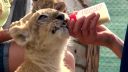 Hladkacia zoo pri Liptovskom Mikuláši (Zookontakt)