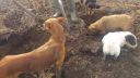 video Lov potkanov na farme pomocou psov
