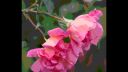 Enya - China Roses - D.Videos