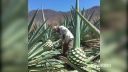 Keď doslúži plantáž agávy na výrobu tequily (Mexiko)