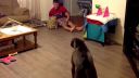 video Drsný útok dvoch pitbullov na keramické prasa
