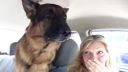 video Nemecký ovčiak zistil, že ide k veterinárovi