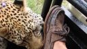 Mladého leoparda ohúrila vôňa topánok
