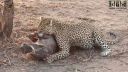 Leopard vs. prasa bradavičnaté