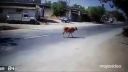 Posvätnú kravu nezrazíš! (India)