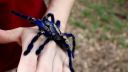 Sklípkan kovolesklý (Poecilotheria metallica)