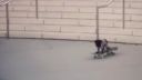 Pes skateboardista