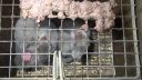 Zákaz kožušinových fariem na slovensku