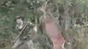 video Jeleň vs. poľovník