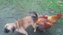 Pes sa spáril s kohútom (toto ste ešte nevideli)