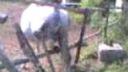 video Kôň čo prelezie plot