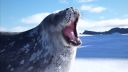 Seal - Kiss From a Rose (tulenia verzia)