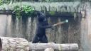 Jeho bratranec je Kung-fu panda (Japonsko)