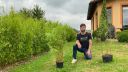 Živý plot hotový za 2 - 3 roky | Bambusář.cz