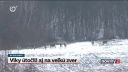 Vlci v zápale lovu stratili plachosť. Behali po dedine
