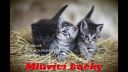 Rozprávka#28: Pohádka o mluvících kočkách (3 000 pohádek)