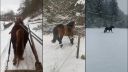 Kone sa radujú zo snehu