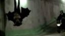 video Útok obrovského netopiera