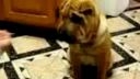 Psík Shar Pei