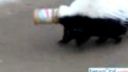 Skunk s pohárom na hlave