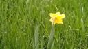 A zase daffodils - bývajú tu snáď niekde nejaké-tie víly?
