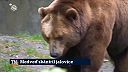Medveď v okolí Štiavnice zabil štyri jalovice