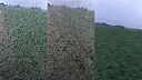 Šialene veľký roj komárov v Texase