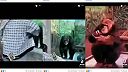 Opica v zoo zatlieskala človeku za scénku
