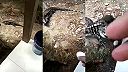 Prečo nekŕmiť divokého jaštera tegu?