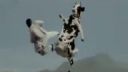 video Kung Fu krava