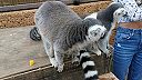 Lemury kata v kontaktnej zoo v Los Cristianos