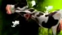 Crazy cow song