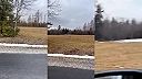 Kameroval vlkov z auta, ktorí stratili plachosť. (Slovensko)
