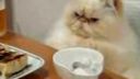 4chan útočí gif video