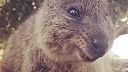 Cute Funny Quokka