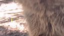 Cute Funny Quokka