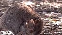 Roztomilá vtipná Quokka- 3