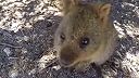 Roztomilá vtipná Quokka- 4