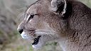 Keď puma americká volá inú pumu (Patagónia)