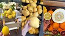 Talianske citróny sú iné, ako tie, ktoré kúpite u nás v obchode