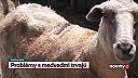 Situácia s medveďom hnedým na Podpoľaní je aj naďalej vážna