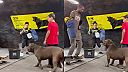 Dokonale vytrénovaný pitbul reaguje iba na násilie smerom k chránenej osobe