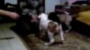 AMStaff puppies 1