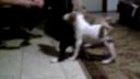 AMStaff puppies 3